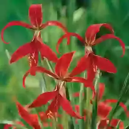 Sprekelia